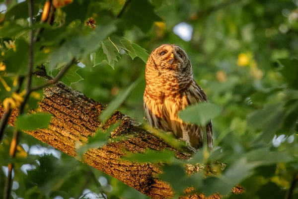 Barred Owl Fledglings Peering Branches Trees — Stockfoto