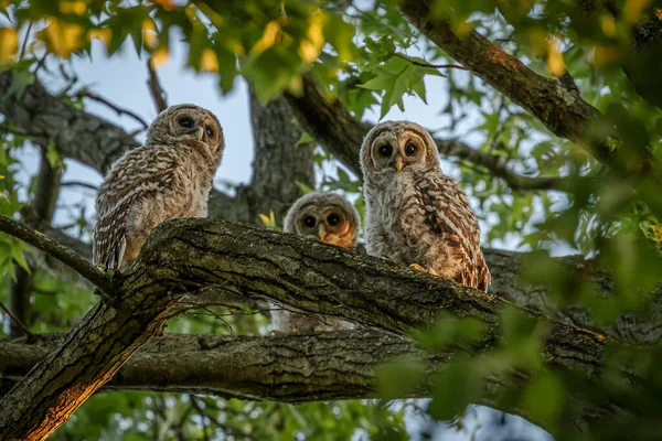 Barred Owl Fledglings Peering Branches Trees — Stock Fotó