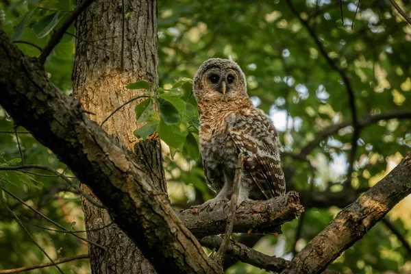 Barred Owl Watches Tree Branch — Stockfoto