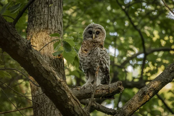 Barred Owl Watches Tree Branch — Stockfoto