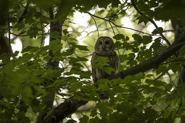 Barred Owl Hides Shadows — Fotografia de Stock