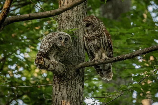 Adult Barred Owl Its Young — Stockfoto