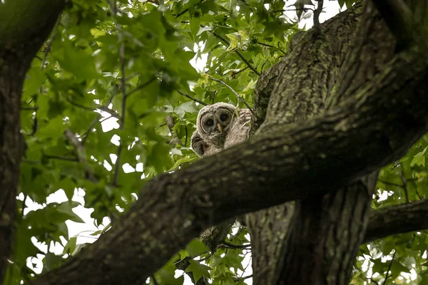 Barred Owl Fledglings Peering Branches Trees — 스톡 사진