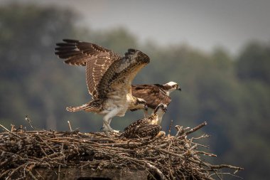 An immature Osprey tries out its wings in Virginia