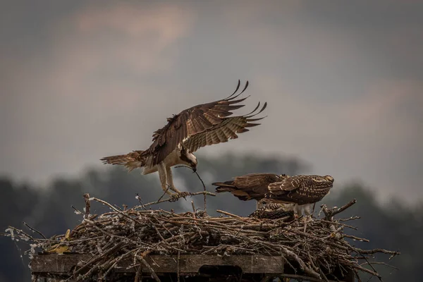 Immature Osprey Tries Out Its Wings Virginia — Fotografia de Stock