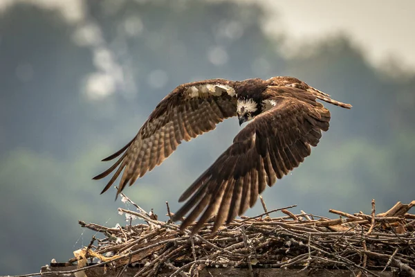 Adult Osprey Leaves Nest Virginia — Fotografia de Stock