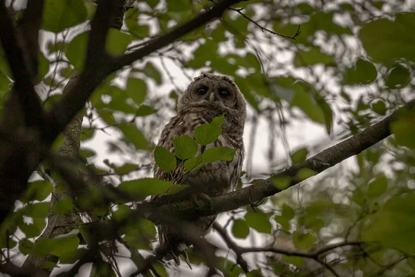 Barred Owl Watching Shadows — Fotografia de Stock