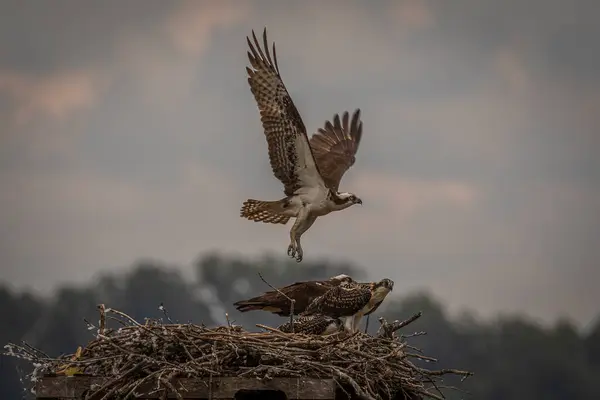 Adult Osprey Leaves Nest Virginia — Fotografia de Stock