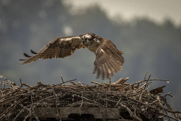 Adult Osprey Leaves Nest Virginia — Stockfoto