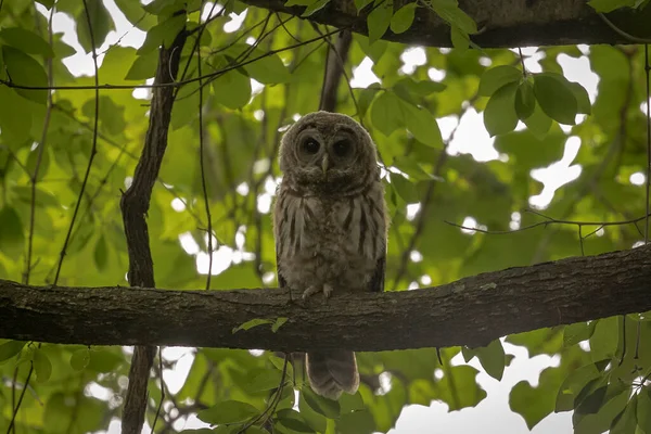 Barred Owl Watching Shadows — Fotografia de Stock