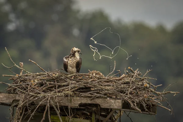 Juvenile Osprey Keeping Nest Clean — Foto Stock