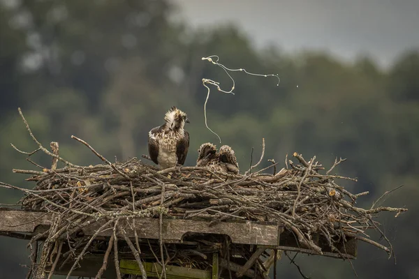 Juvenile Osprey Keeping Nest Clean — Stockfoto