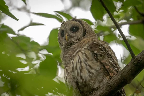 Immature Barred Owl Perched Tree Branch — Stockfoto