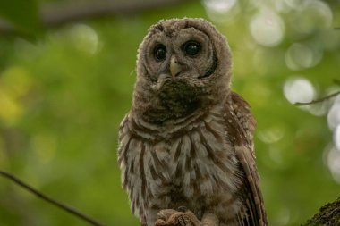 Immature Barred Owl perched on a tree branch
