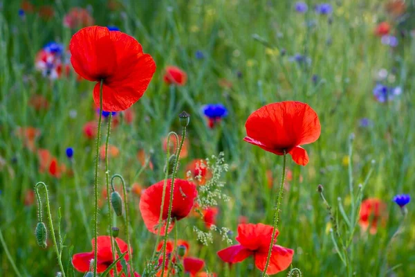 Field Poppies Springtime — Stock Photo, Image