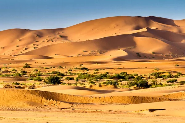 Overview of Sahara desert with Palmtrees