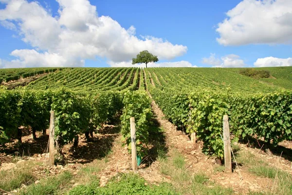 Overview of French vineyard with cloudy sky