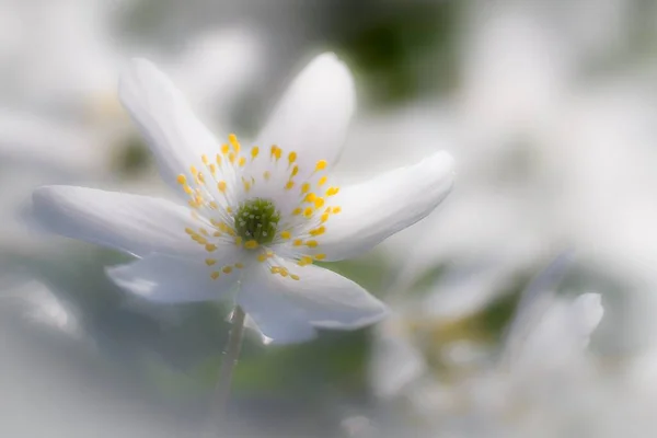 Close up of a blooming woodanemone 
