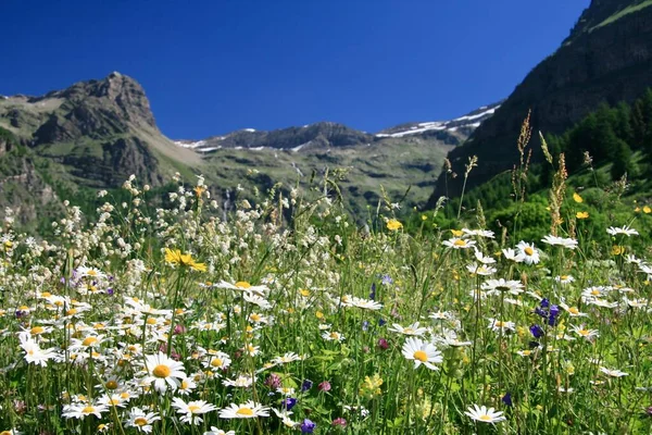 Flowers of the French Alps