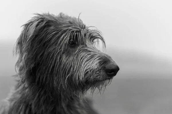 Portrait of Scottish Deerhound in black & white