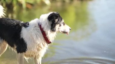 Slowmotion: Majestic old dog enjoying cool water together with a young dog 4K HDR 10bit . High quality 4k footage