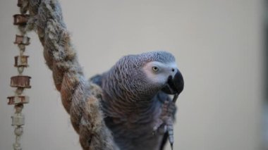 Funny grey parrot scratching head and ruffling his feathers. High quality 4k footage