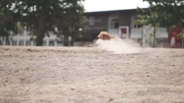 Cute Toller dog fetching a stick in a dusty park in summer . High quality 4k footage