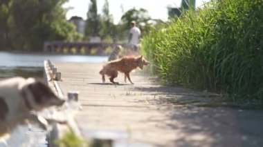 Slowmotion: Wet toller dogs playing and shaking fur dry 4k HDR 10bit . High quality 4k footage