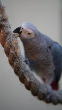 Vertical video Parrot gnawing rope. High quality FullHD footage