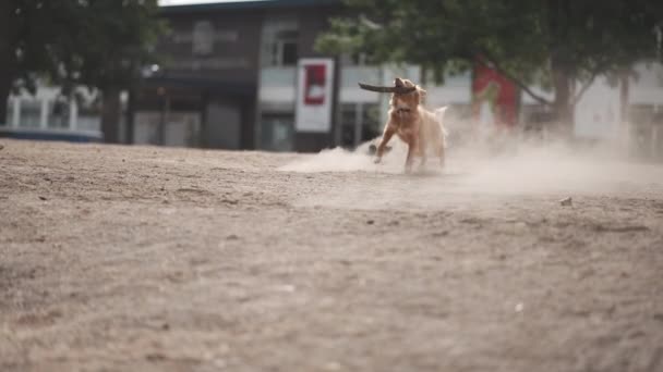 Cute Toller Dog Fetching Stick Dusty Park Summer High Quality — Vídeos de Stock