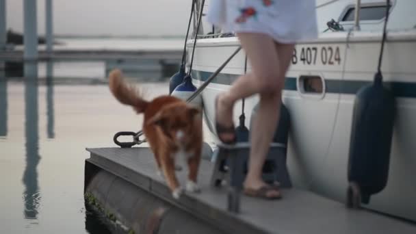 Забавное Видео Собака Теряет Равновесие Падает Воду Высококачественные Кадры — стоковое видео