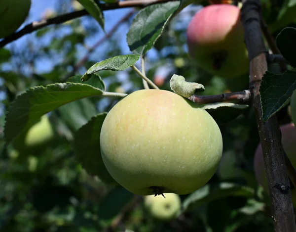 A ripe green apple with leaves in the background, growing on a tree, shot close-up with good texture and color reproduction