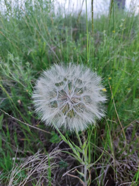 Wiesen Bocksbart Tragopogon Pratensis Dandelion Species Genus Aster Family Asteraceae — Stock Fotó