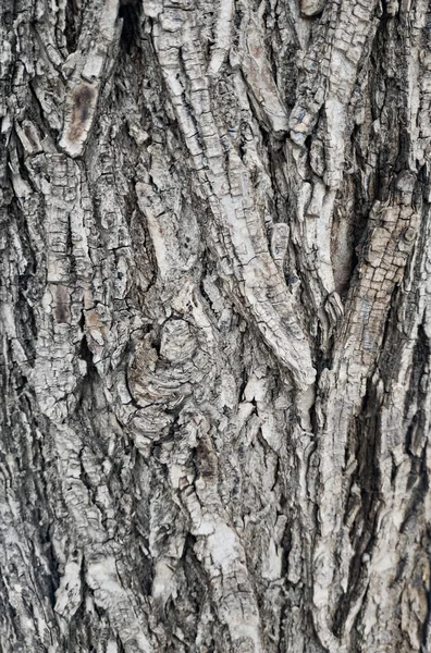 Detailed Old Tree Bark Good Depth Field Color Reproduction Beautiful — Photo
