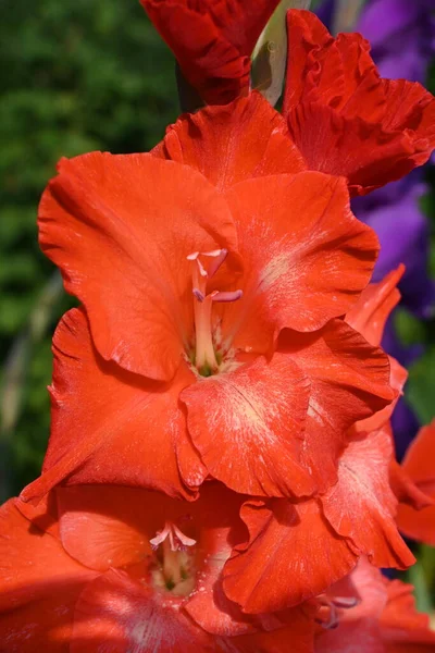 Bright Fiery Red Gladius Flower Genus Perennial Tuberous Plants Iris — Stock Photo, Image