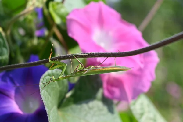 a young green mantis hanging from a plant branch on a blurry background of flowers, with good detailing