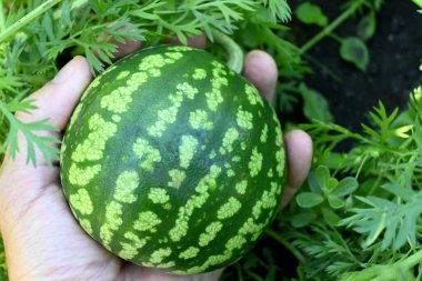 small watermelon in the palm of a man's hand against a background of greenery with good color reproduction and detail