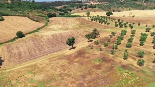 Campagna toscana colpita con drone durante l'estate. Vista aerea di incredibili campi di vino paese nel tempo soleggiato, campi aridi, alberi verdi, ulivi — Video Stock