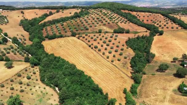 Τοσκάνη ύπαιθρο πυροβολήθηκε με drone το καλοκαίρι. Αεροφωτογραφία των καταπληκτικών χωραφιών κρασιού χώρα σε ηλιόλουστο καιρό, άνυδρες εκτάσεις, πράσινα δέντρα, ελαιόδεντρα — Αρχείο Βίντεο