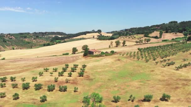 Campo da Toscana filmado com drone na hora de verão. Vista aérea de campos de vinho incrível país em tempo ensolarado, campos áridos, árvores verdes, oliveiras — Vídeo de Stock