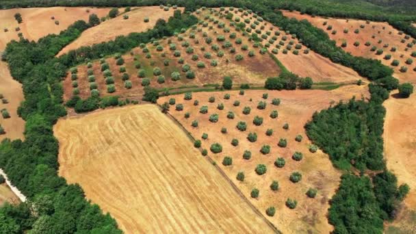 Campo da Toscana filmado com drone na hora de verão. Vista aérea de campos de vinho incrível país em tempo ensolarado, campos áridos, árvores verdes, oliveiras — Vídeo de Stock