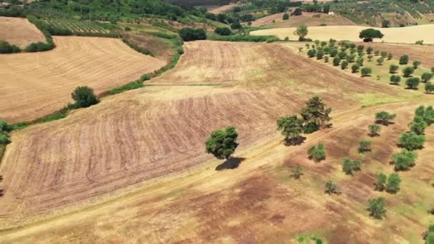 Toskańska wieś zastrzelona dronem latem. Widok z lotu ptaka niesamowite pola pszenicy kraju w słonecznej pogodzie, suche pola, zielone drzewa, drzewa oliwne — Wideo stockowe