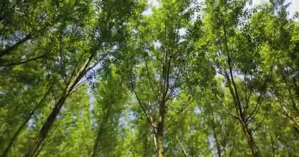 푸른 숲 속을 굽어 보고, 가지를 똑바로 바라보고 있다. 너도밤나무 숲을 밝은 녹색으로 환히 밝히는 아름다운 태양 광선 — 비디오