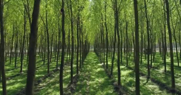 Groen bos, hoge boom met groen blad. Toscane park in de zomer, zon schijnt door gebladerte. Groene weide — Stockvideo
