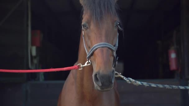 Feche Cavalo Brawn Nas Traseiras Uma Escola Equitação Imagens Alta — Vídeo de Stock