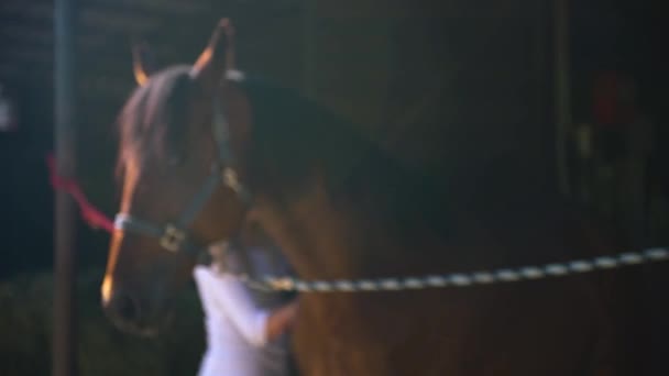 Jonge Vrouw Borstelt Haar Paard Voor Het Rijden Bruin Paard — Stockvideo