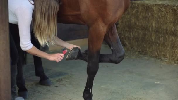 Young Woman Cleaning Hoof Horse Training Female Rancher Cleaning Horse — Stock Video