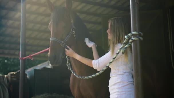 年轻的女人用湿毛巾擦马嘴 阳光明媚的日子 一匹棕色的马站在马厩前面 高质量的4K镜头 — 图库视频影像
