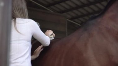 young woman brushing horseback before riding. Brown horse standing while owner cleaning with a brush in front of stable. High quality 4k footage