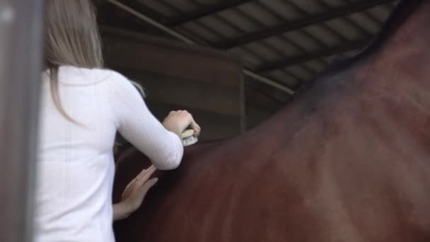 Young Woman Brushing Horseback Riding Brown Horse Standing While Owner — Stockvideo